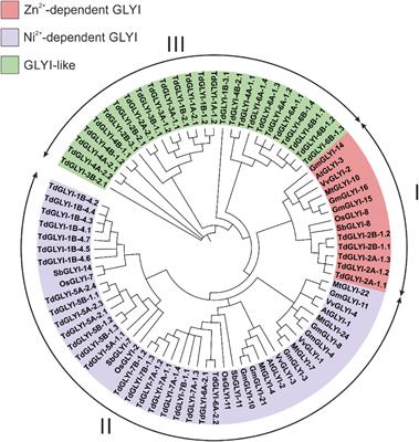 Genome-Wide Expression Analysis of Glyoxalase I Genes Under Hyperosmotic Stress and Existence of a Stress-Responsive Mitochondrial Glyoxalase I Activity in Durum Wheat (Triticum durum Desf.)